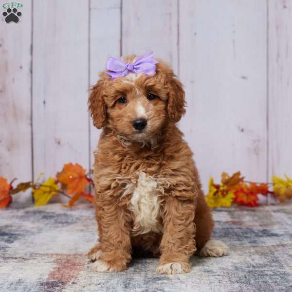 Allie, Mini Goldendoodle Puppy